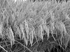 धान अर्थात चावल की वैज्ञानिक खेती कैसे करें