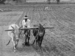 भारतीय कृषि की समस्याएँ