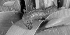 लॉकडाउन में गन्ने की फसल पर एक साथ तीन कीटों का खतरा