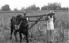 किसानों को तोहफा देगी मोदी सरकार! PMFBY में हो सकते हैं ये बदलाव