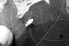 सफेद मक्खी का प्रकोप  दहशत में कपास के किसान
