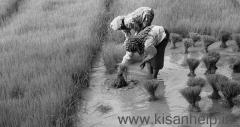 आंकड़ों और प्रयोगों ने किया भारतीय कृषि का सत्यानाश