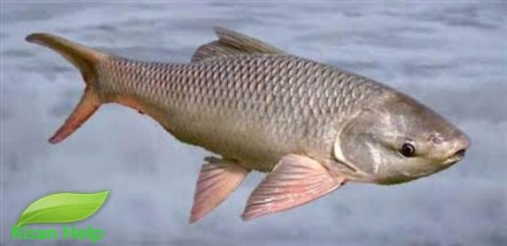 रोग ग्रस्त मछलियों के लक्षण