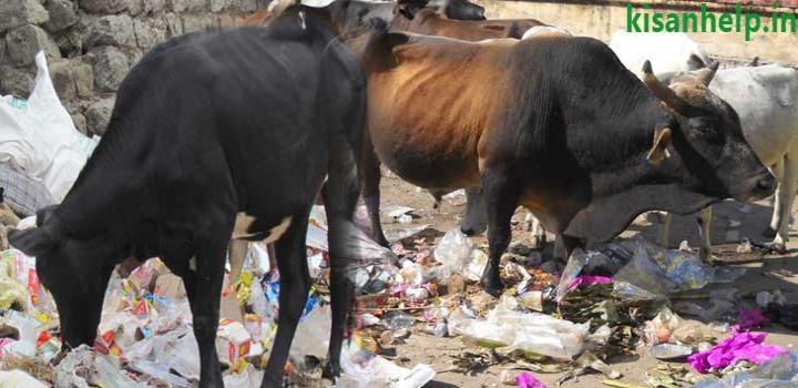  गाय के पेट से प्लास्टिक पौलिथिन को समाप्त करने का सफल उपचार