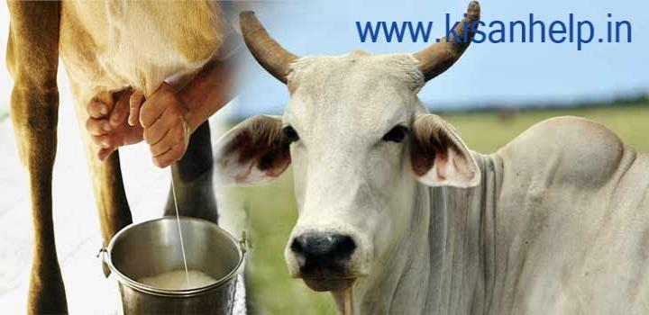 खुश रहेगी गाय तो दूध होगा ज्यादा पौष्टिक