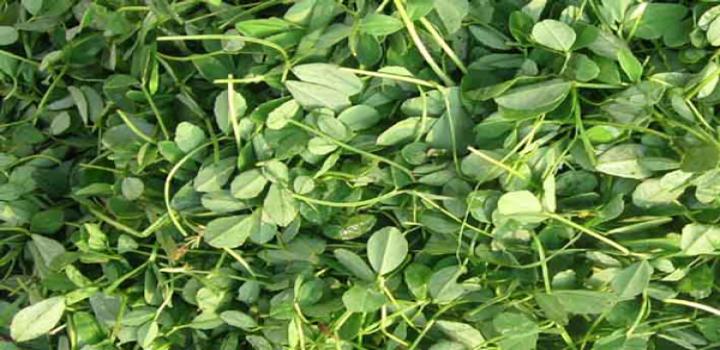 Growing Fenugreek