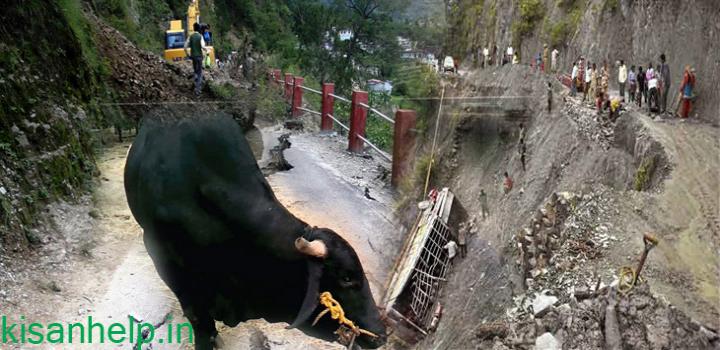 आपदा से पशुधन बचाना सरकार की प्राथमिकता