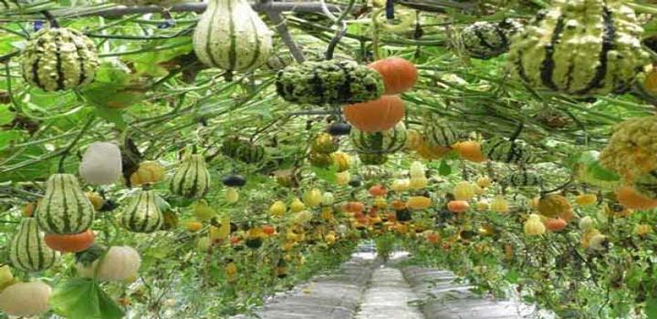 kitchen garden