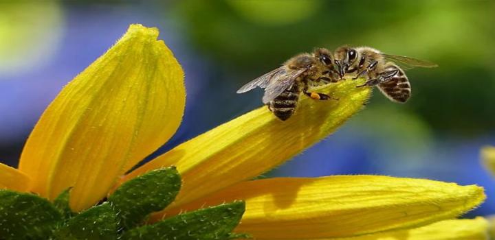  मधुमक्खी पालन के लिए सबसे अच्छे फूल कौन से हैं