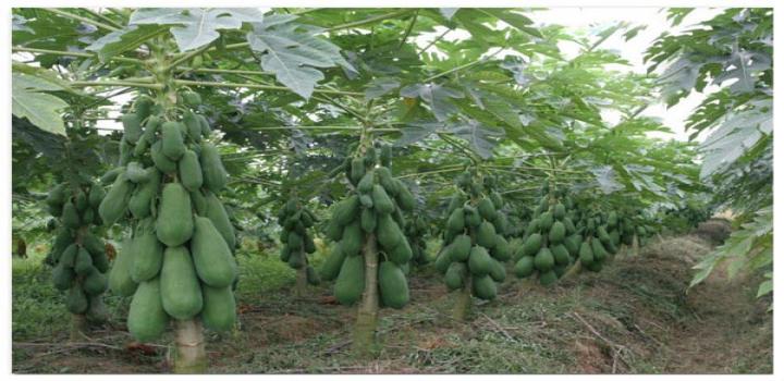 taiban papaya