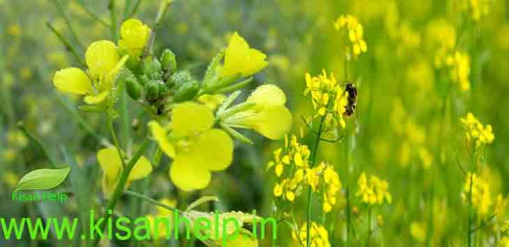 अक्ल पर ताला हो तो विज्ञान कहां जाए?